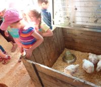 Besuch bei den Hühnern13017